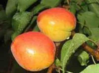 Саженцы абрикоса Роксана