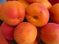 Саженцы абрикоса Нью-Джерси