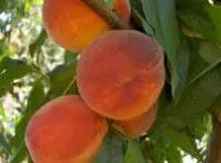 Саженцы абрикоса NS-4