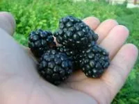 Саженцы ежевики Бромба Деликадо