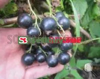 Саженцы смородины Добрыня