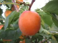 Саженцы абрикоса Голдрич