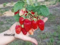 Рассада клубники Вебенил