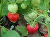 Рассада клубники Клери