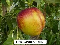 Саженцы нектарина