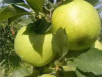Саженцы яблони Голд Раш, сорт зимний, 106