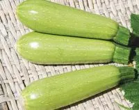 Кабачок ДОНЬЯ ПЕРФЕКТА F1 (500 семян) Clause