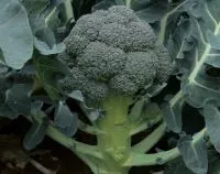 Капуста брокколи КУБА F1 (2500 семян) Clause