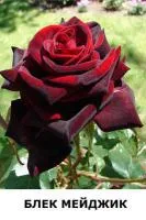 Саженцы розы Блек Мейджик